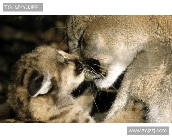 足球巨星与爱犬温情日常展现运动员场外柔情一面